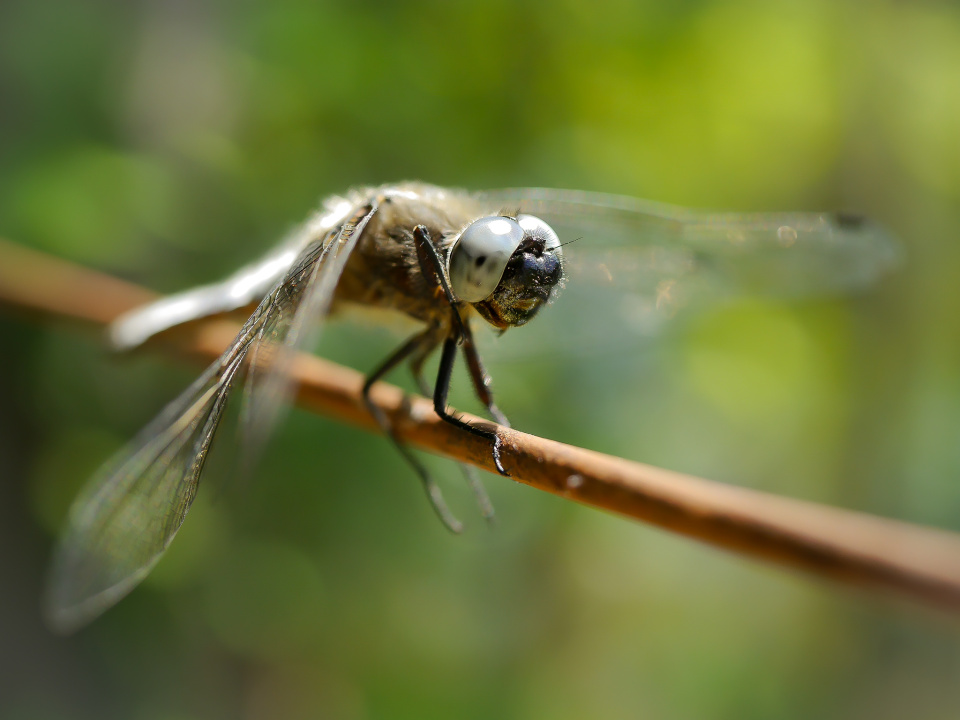 Dragonfly close up