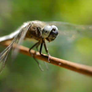 Dragonfly close up