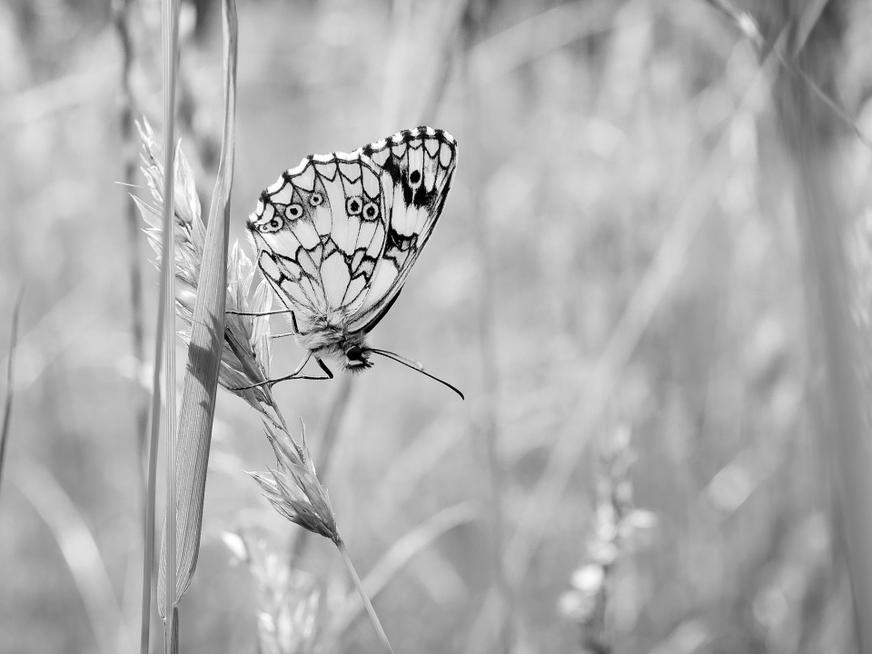 Chasing  butterflies