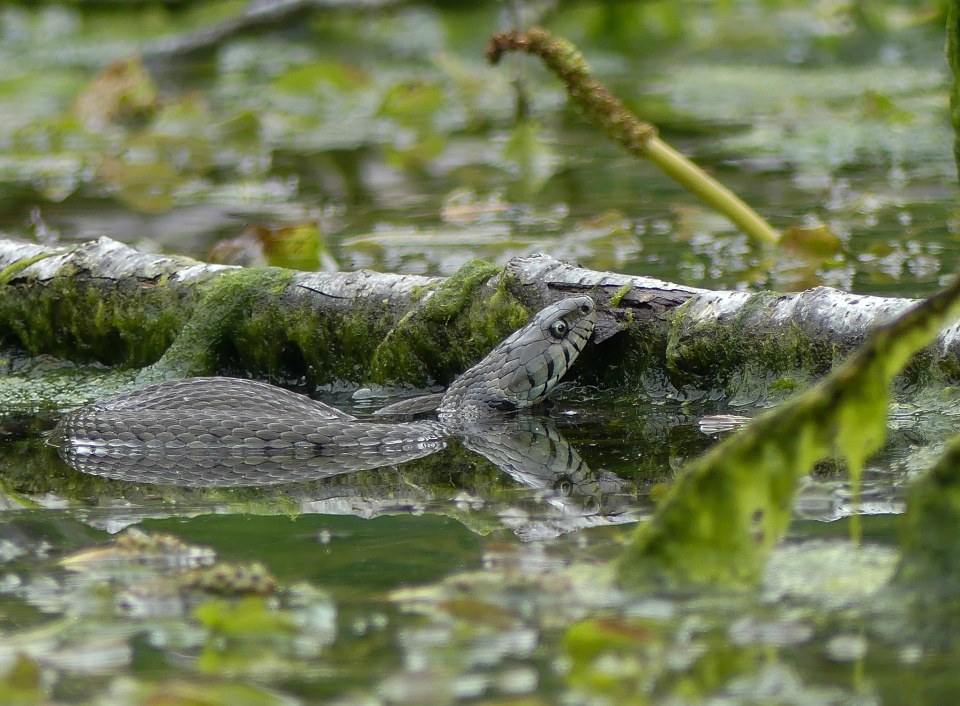 Water snake