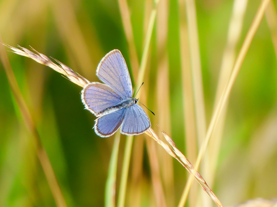 Blue beauty