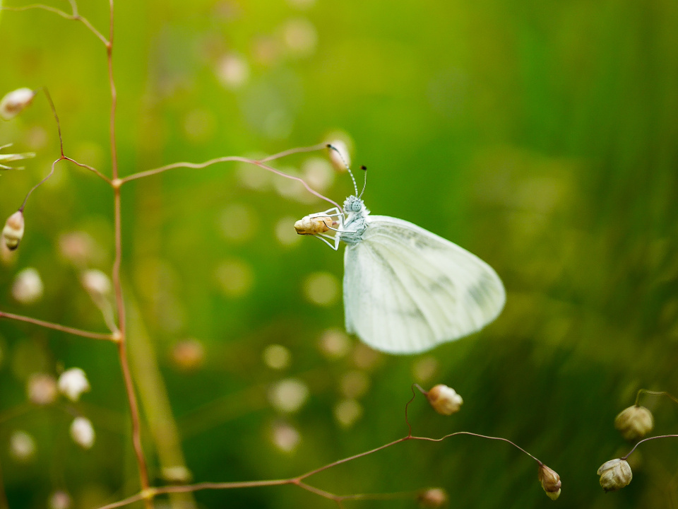 Tiny butterfly