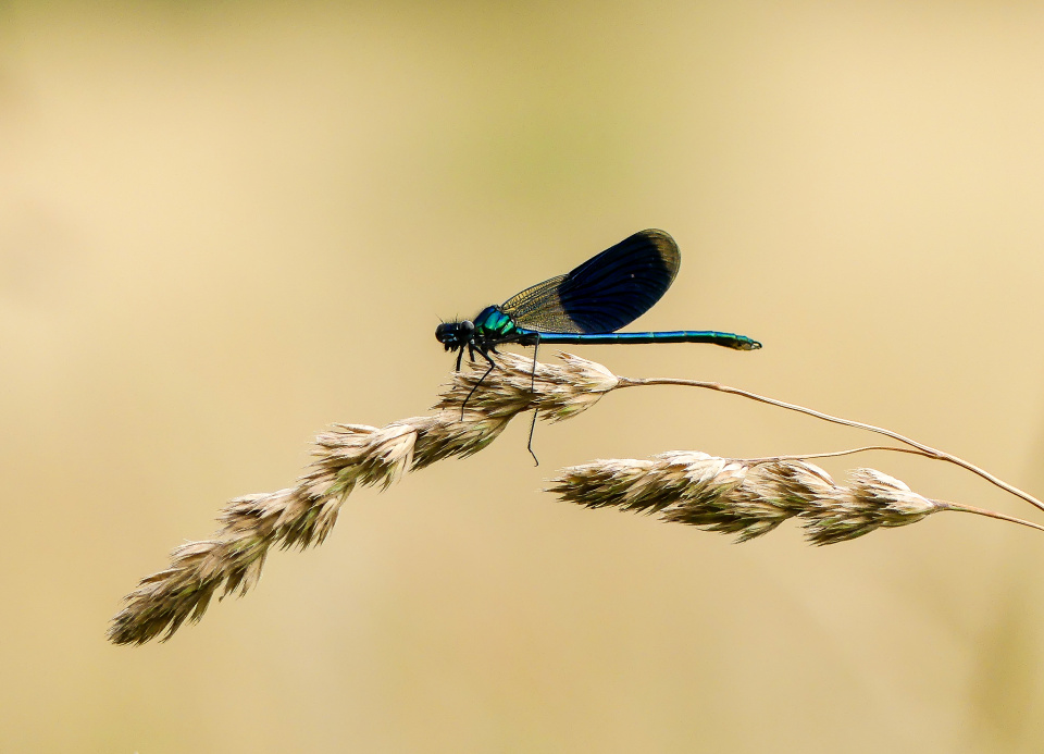 Damselfly