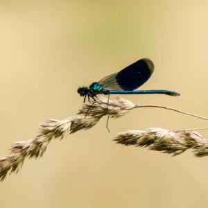 Damselfly