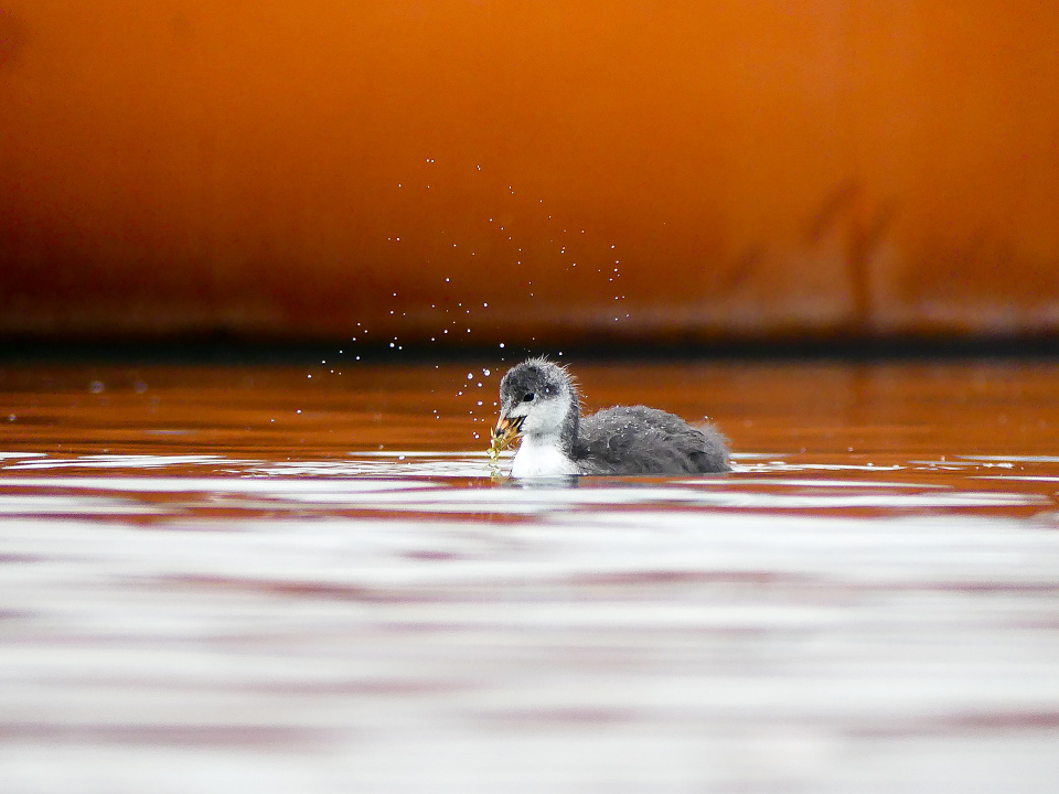 Common coot chick
