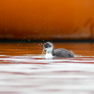 Common coot chick