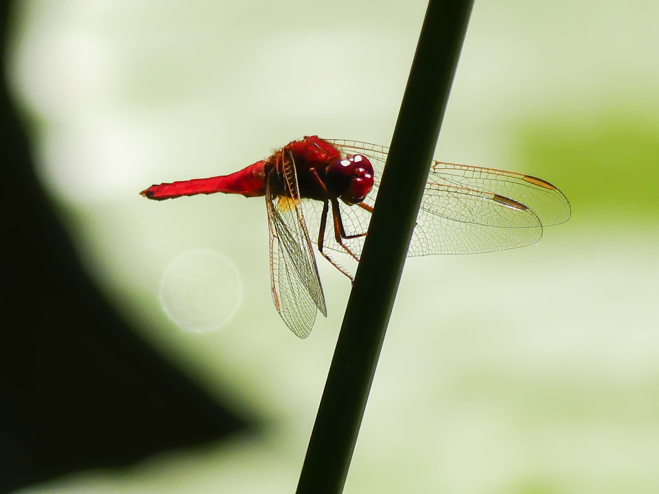 Dragonfly