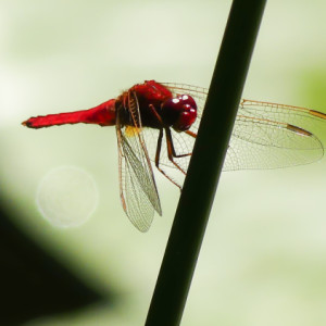 Dragonfly