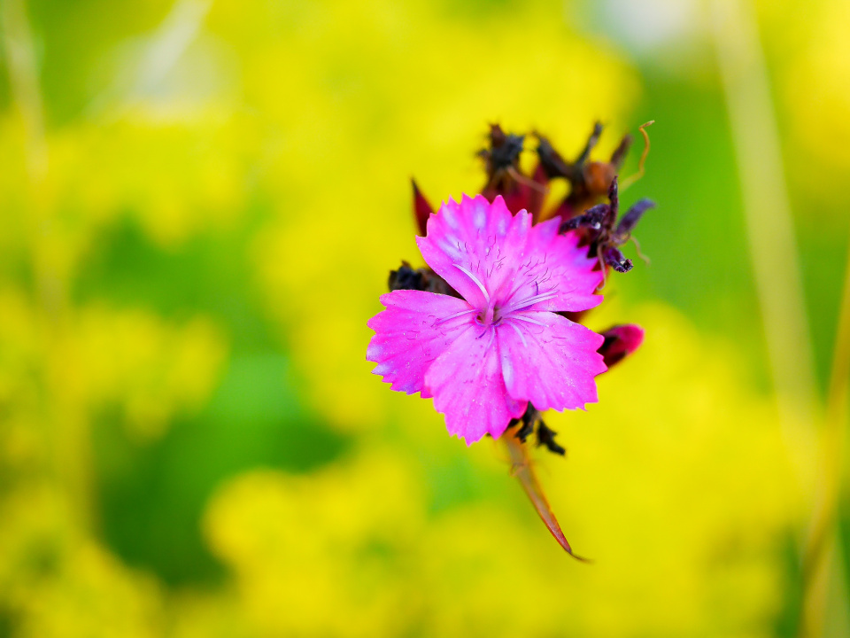 Flower Friday