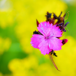 Flower Friday