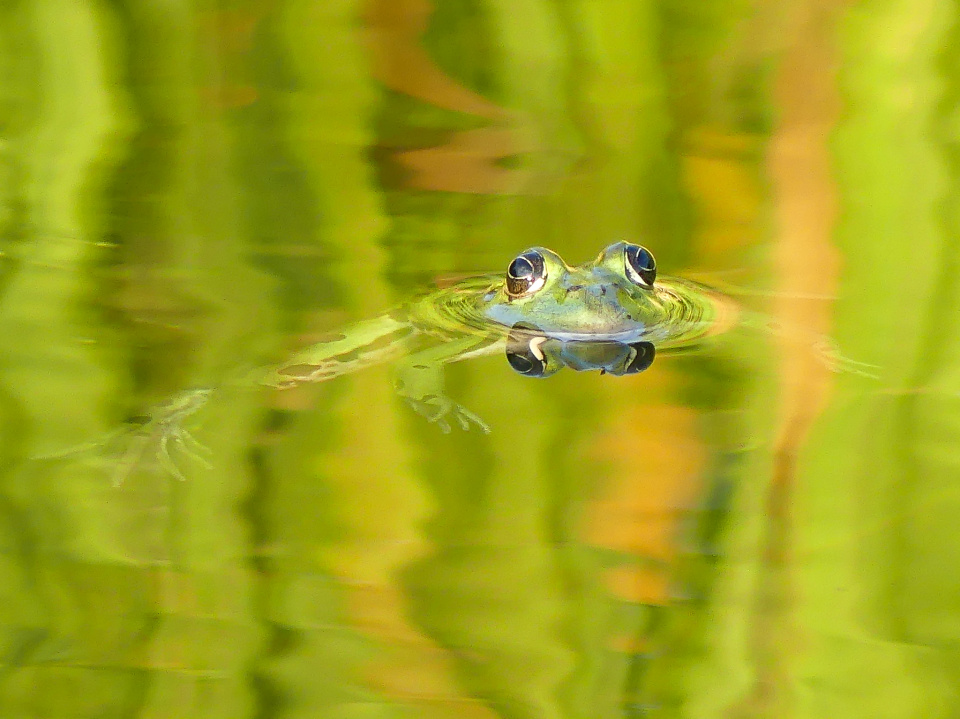 Frog