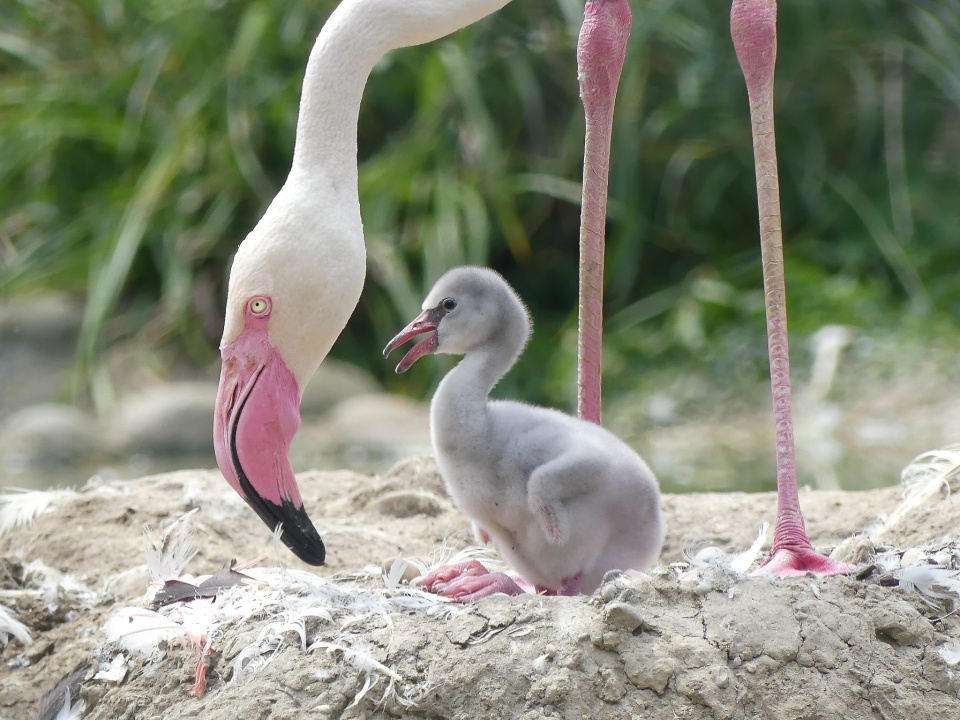 Flamingo chick