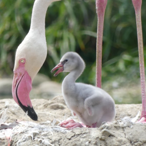 Flamingo chick