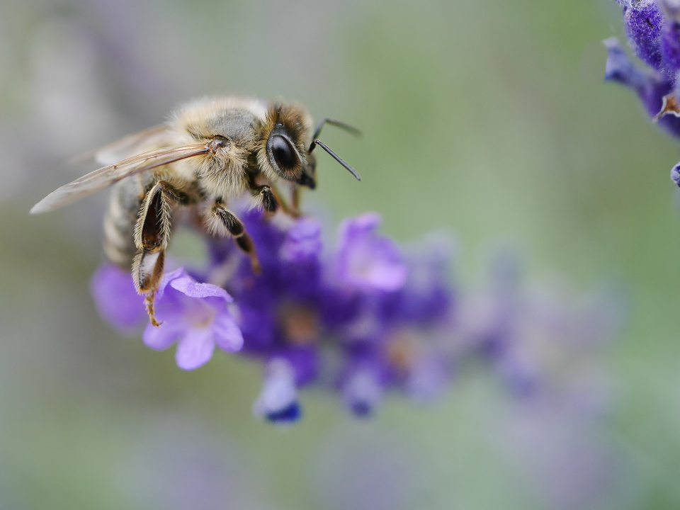Bee on lavender