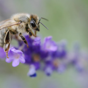 Bee on lavender