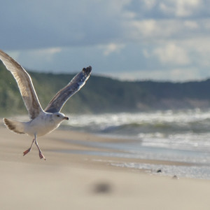 Beach day