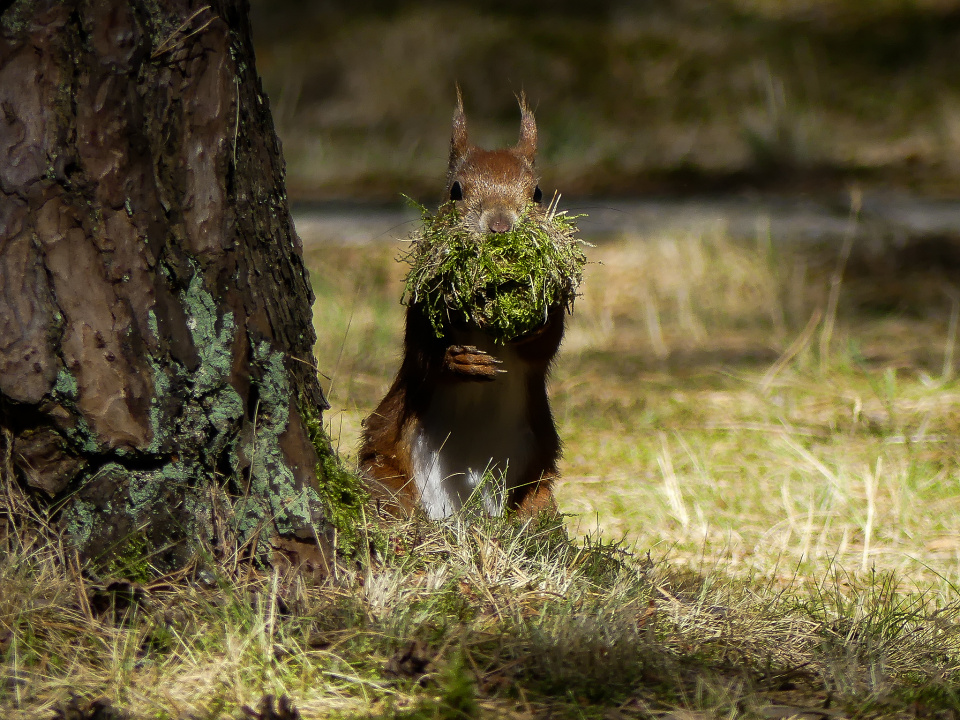 Busy squirrel