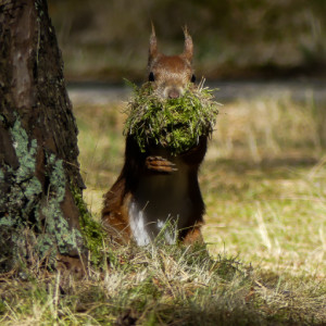 Busy squirrel