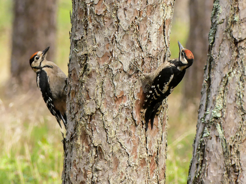 Woodpeckers