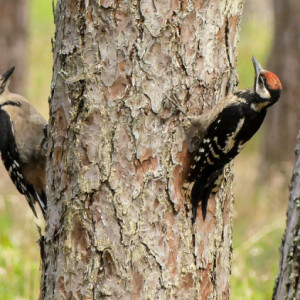Woodpeckers