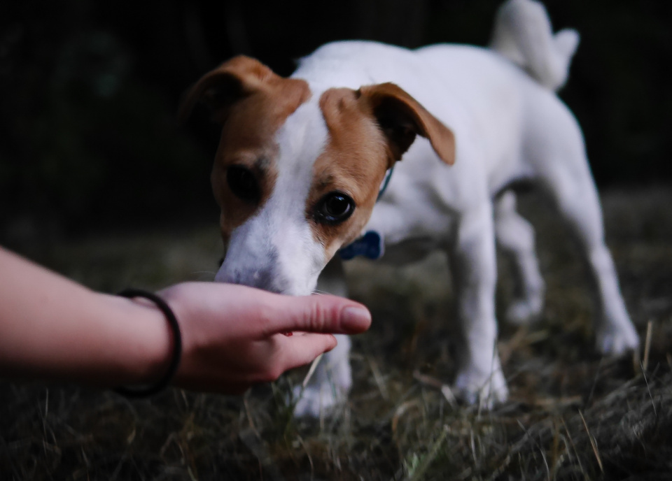 Making friends