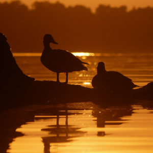 Sunset at Rusalka lake