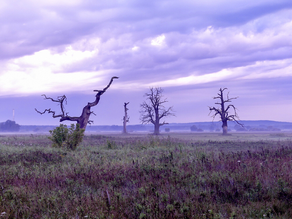 Rogalinek at dawn