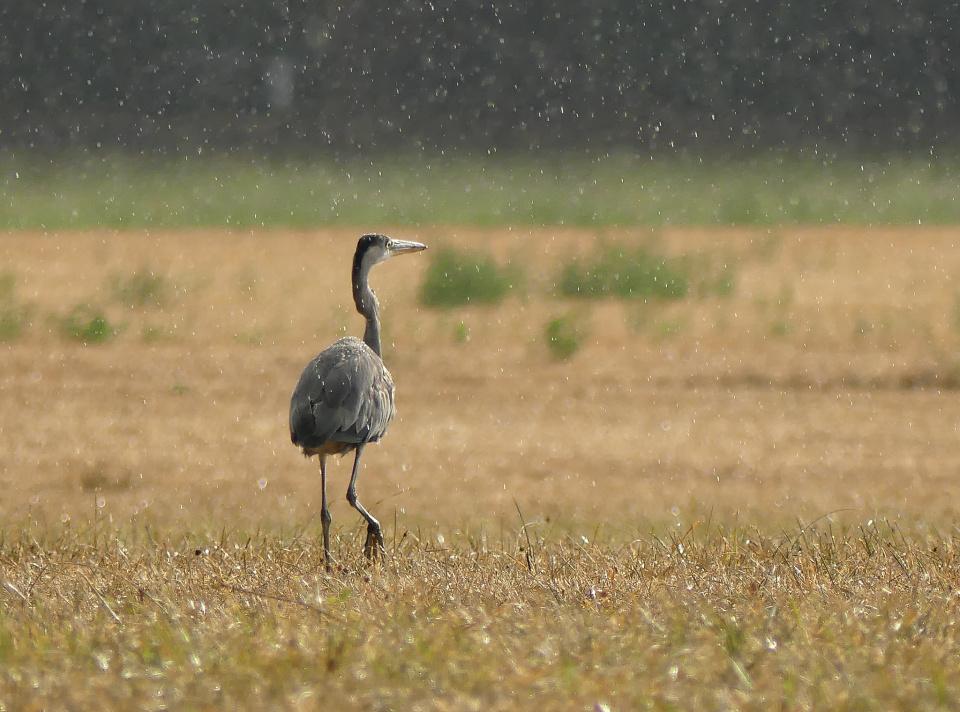 Rain