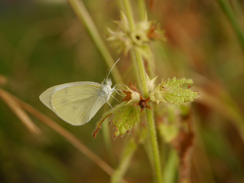  Butterfly Macro
