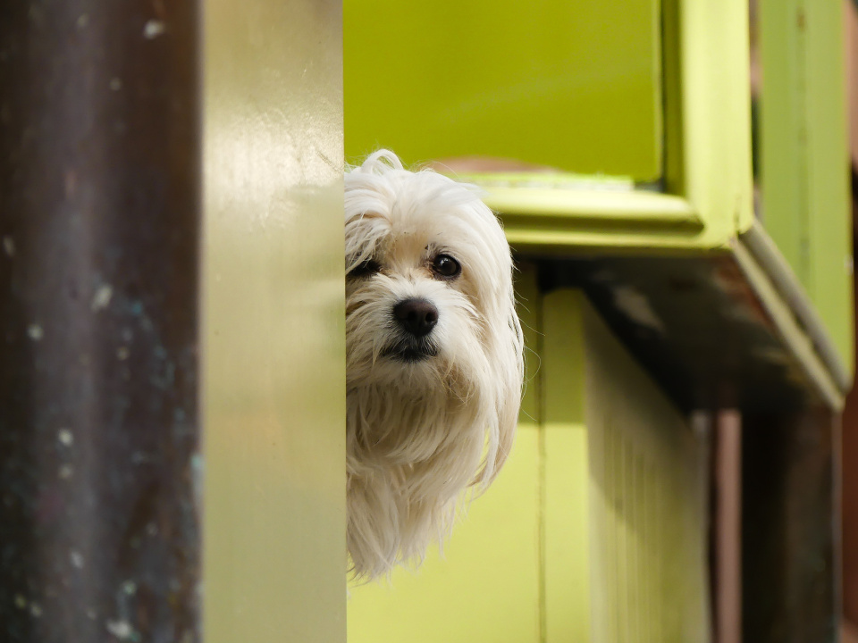 Peekaboo