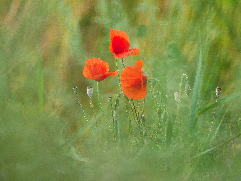 Poppies