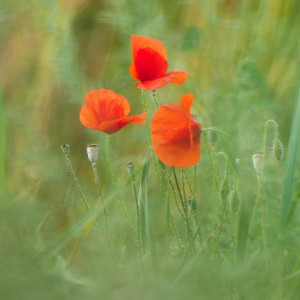 Poppies