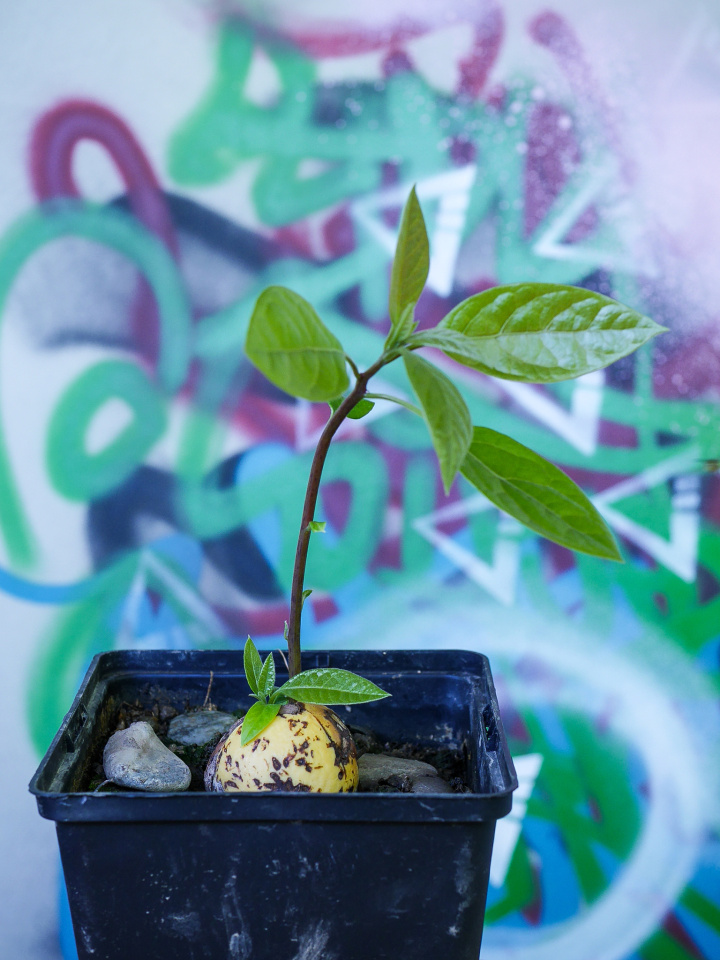 Avocado