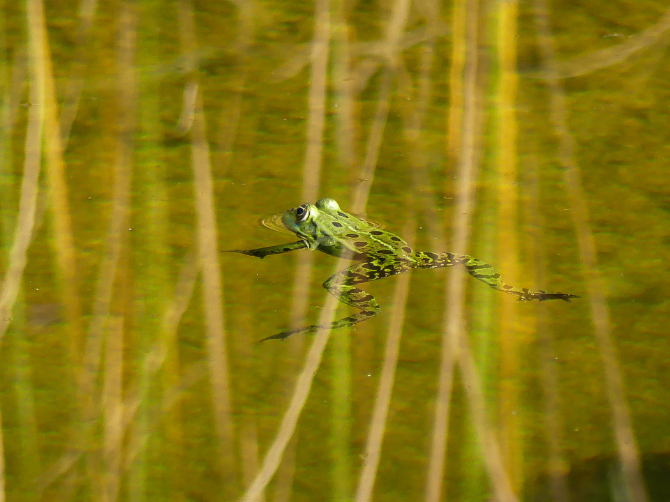 A frog in a pond