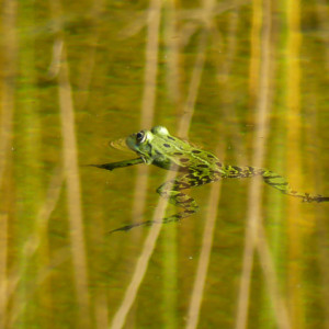 A frog in a pond