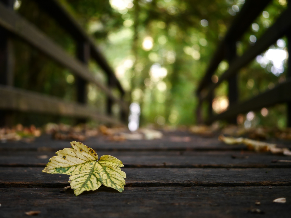 First signs of autumn