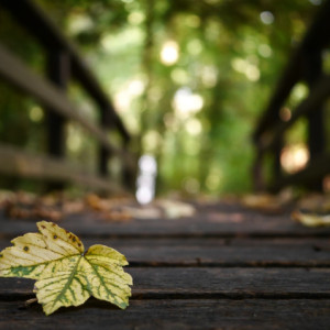 First signs of autumn