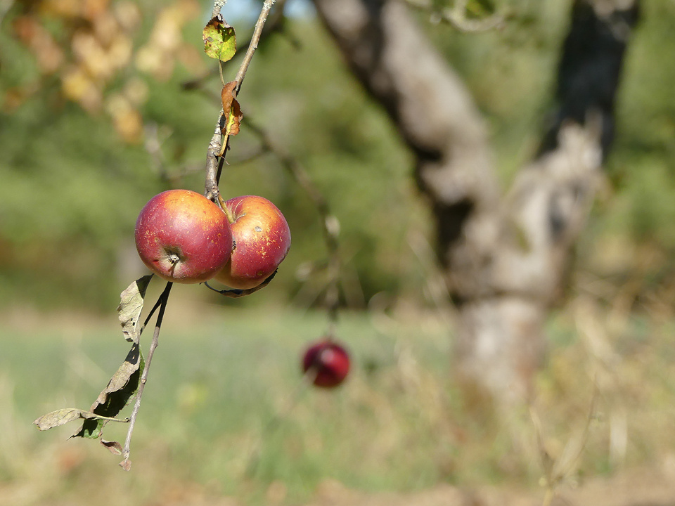 Apple tree