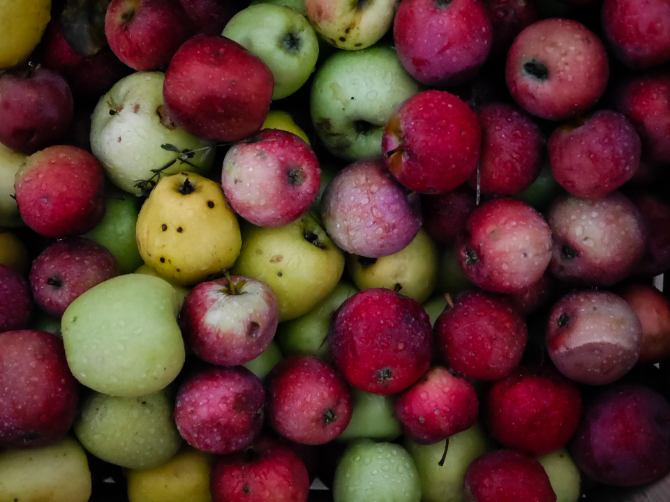  Anybody wants an apple? ...