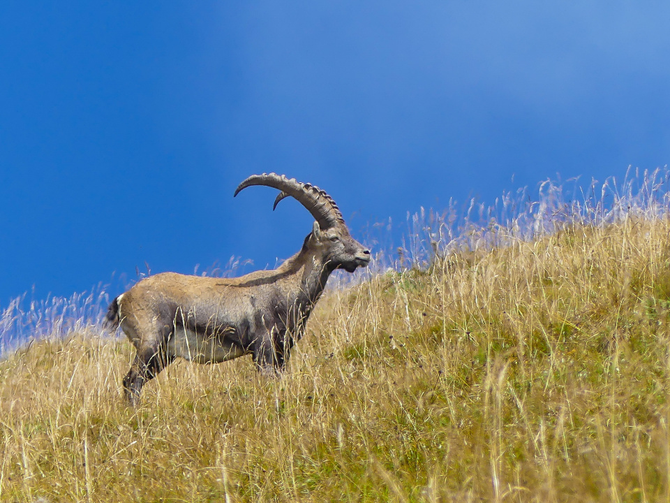 Brienzer Rothorn