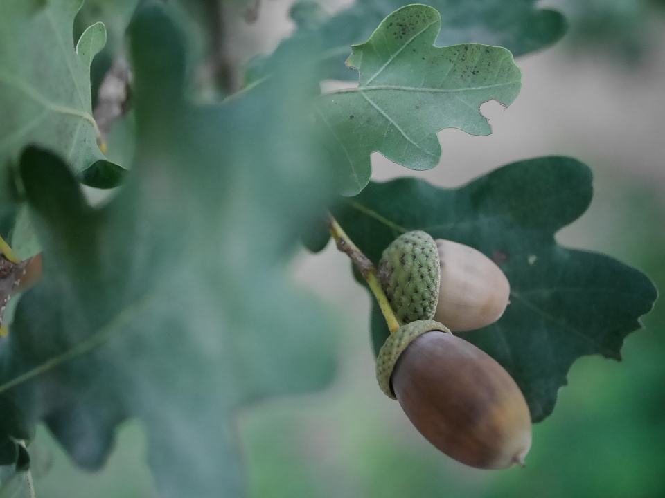 Acorns