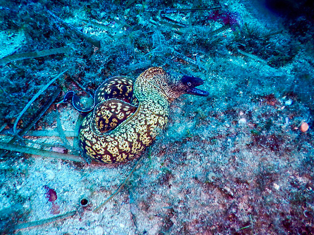 Moray eel