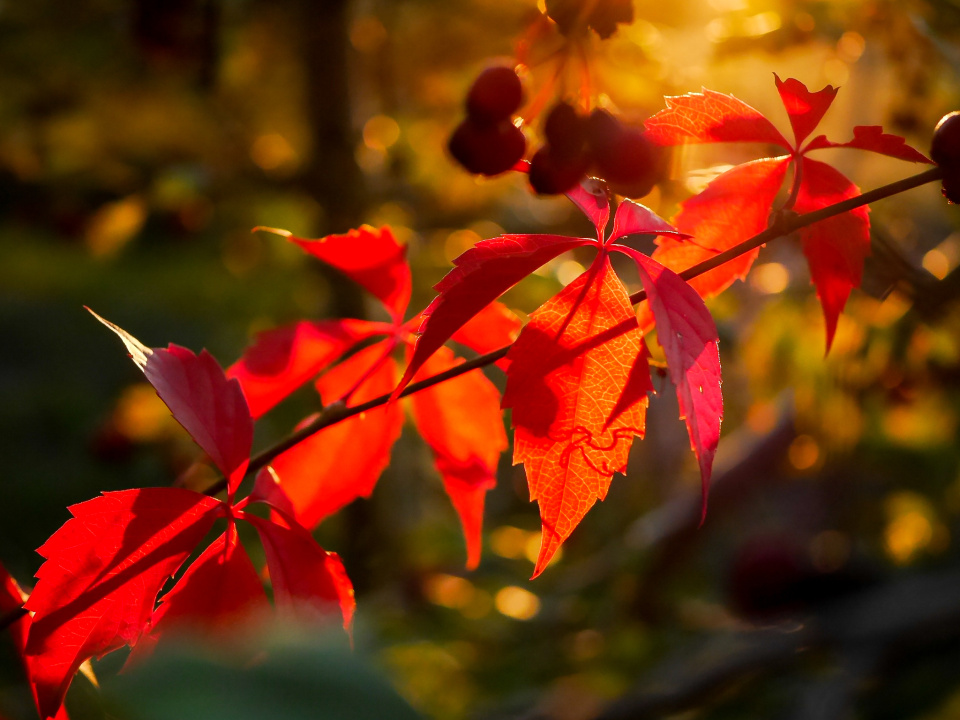 Golden Autumn