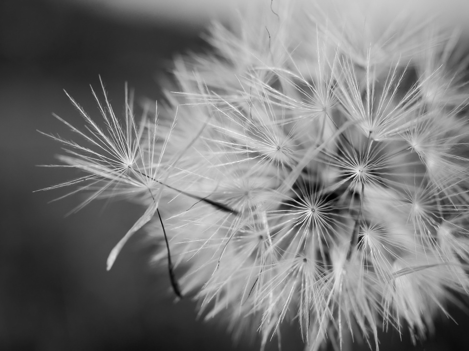  Dandelion