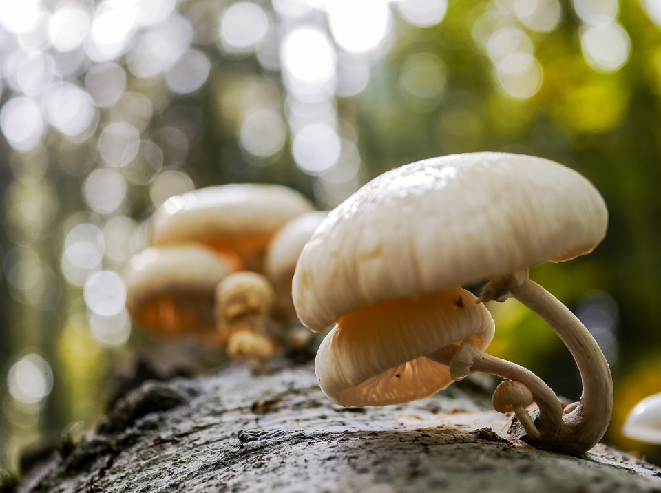 A mushroom family
