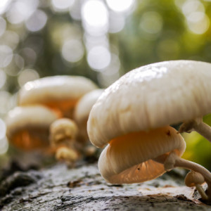 A mushroom family