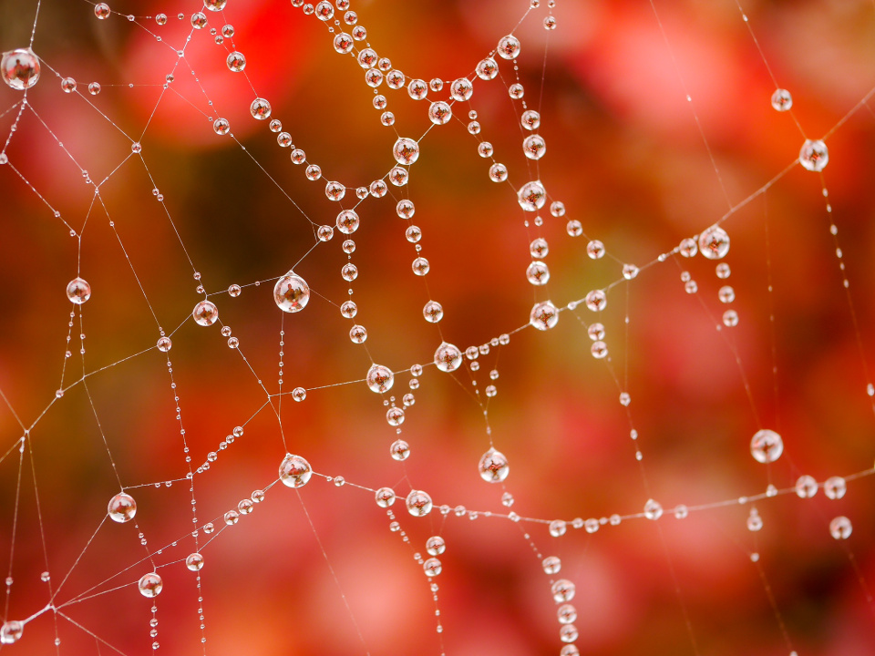 Autumn decorations
