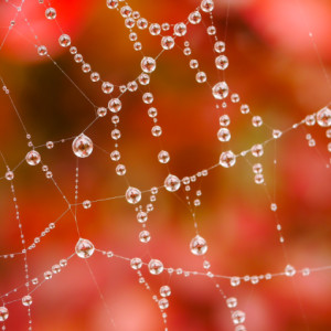 Autumn decorations