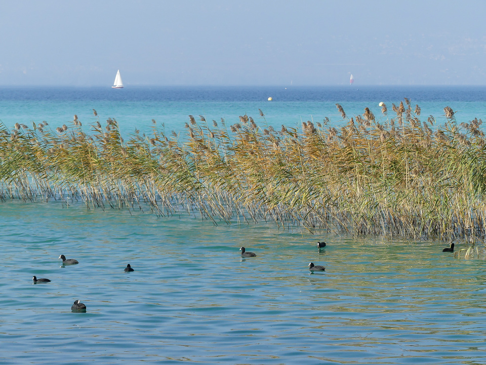Lake Neuchatel