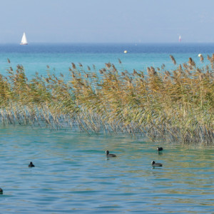 Lake Neuchatel